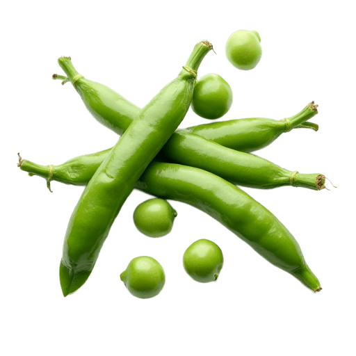 اللوبيا